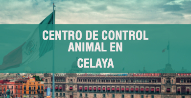 centro de control animal en Celaya 1