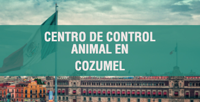 centro de control animal en Cozumel 1