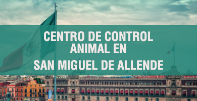 centro de control animal en San Miguel de Allende 1
